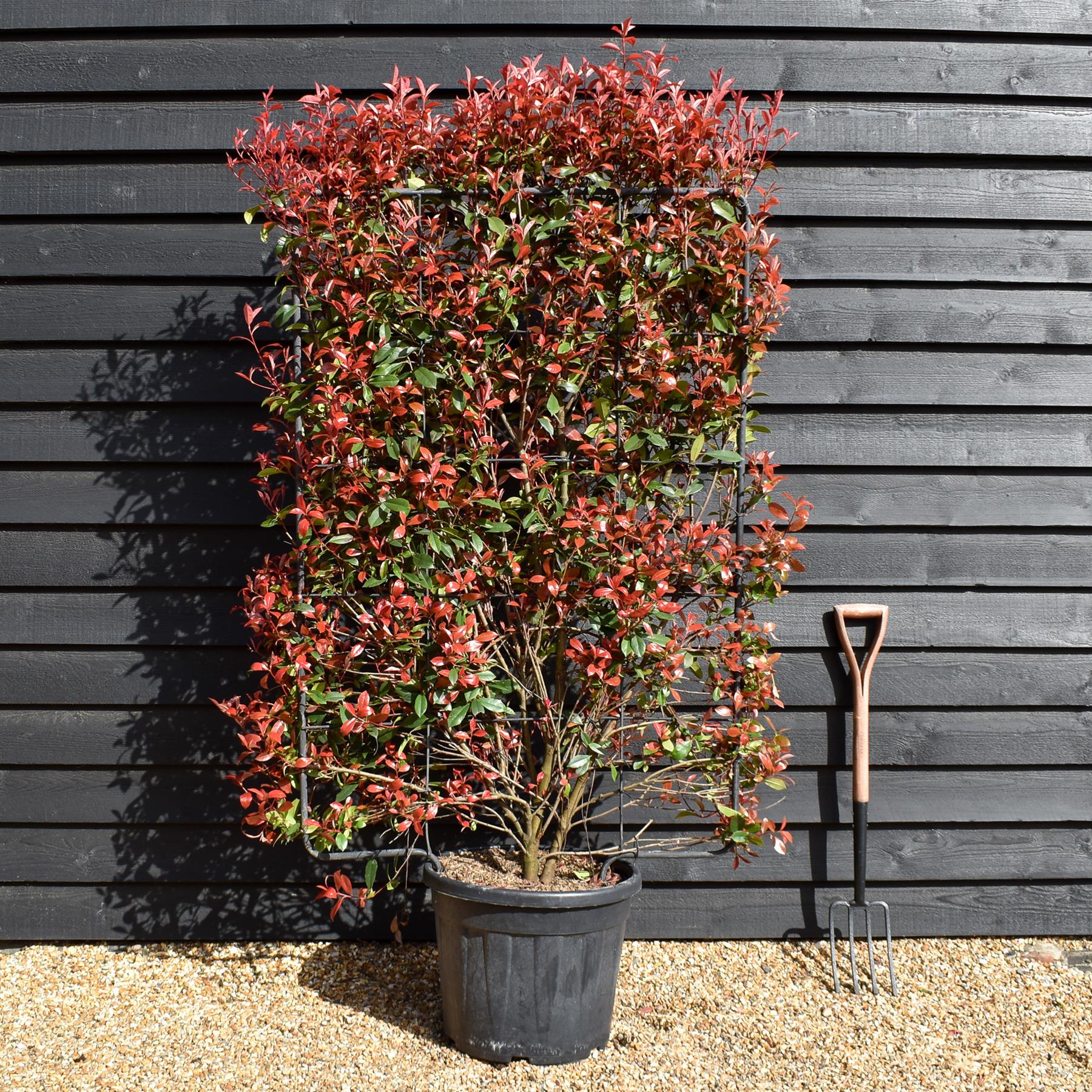 photinia fraseri red robin spalier Photinia x fraseri Red Robin