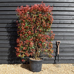 Photinia x fraseri Red Robin - Compacta -Metal Frame/Espalier 150cm x 100cm - Height 180cm - 55lt
