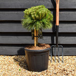Pinus nigra 'Marie Bregeon' - Clear Stem 20cm - Girth 6-8cm - Height 40-50cm - Width 30- 40cm - 15lt