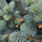 Picea pungens 'Glauca Globosa' | Colorado spruce 'Globosa' - Height 35-40cm - 8lt