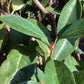 Photinia x fraseri Red Robin - Pleached/Espalier (100x120cm) - Clear Stem - 230cm - Girth 8-10 cm - 55lt
