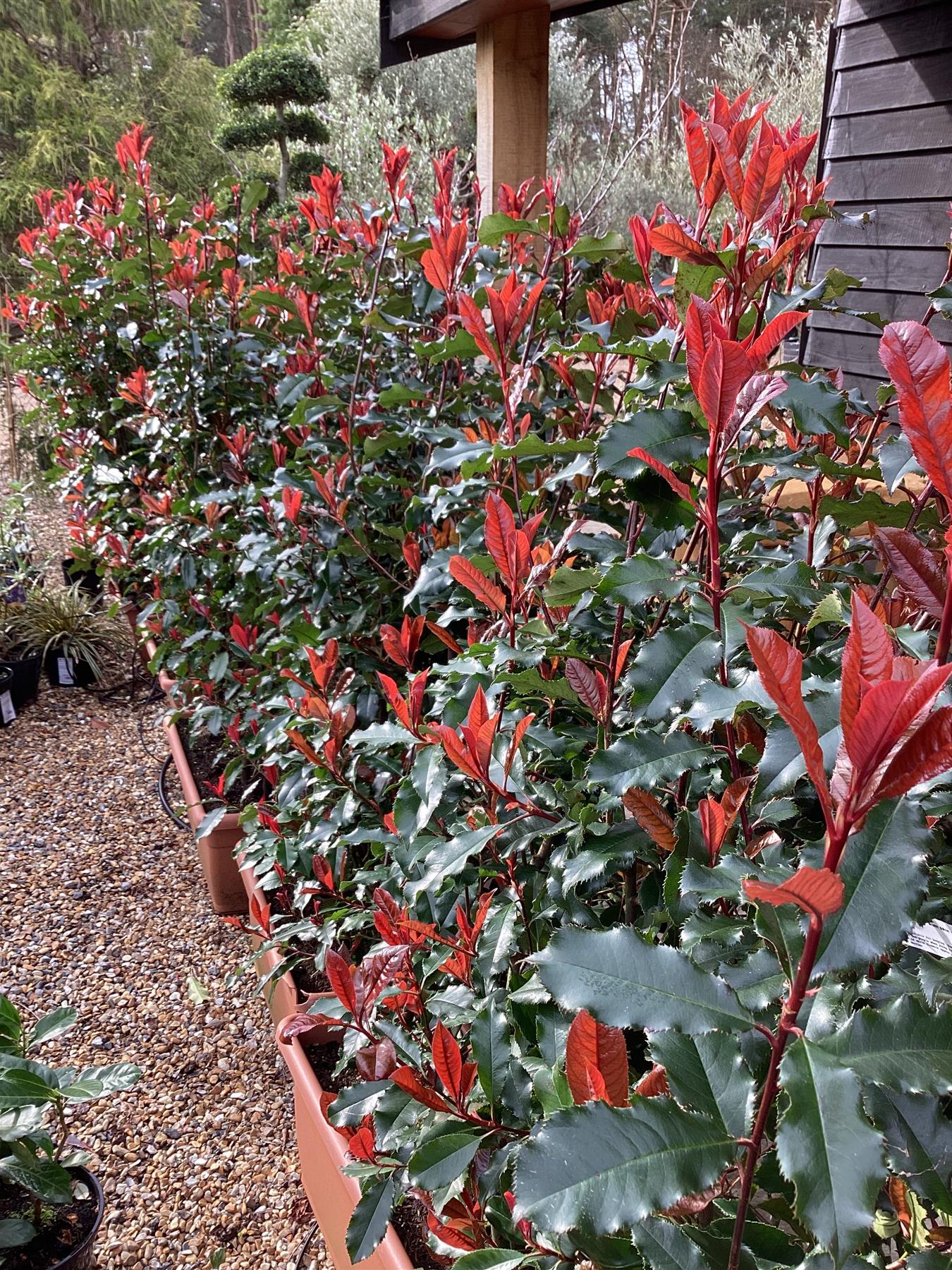 Photinia Magical Volcano - Flowerbox - Trough - Instant Hedging - Height 90-100cm - Width 60cm - 60lt