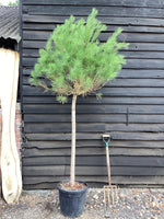 Pinus sylvestris 'Nana' - 20lt