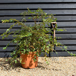 Kolkwitzia amabillis 'Pink Cloud' Height 80-100cm - Bushy - 45lt