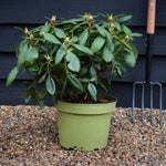 Rhododendron 'Virginia Richards' - Shrub - Height 30-40cm - 20lt