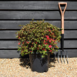 Azalea Japonica 'Crimson' - 75cm - Bushy - 15lt