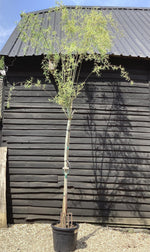 Salix babylonica var. pekinensis 'Tortuosa' | Corkscrew Willow - 400-410cm, 55lt