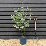 Amelanchier lamarckii | Juneberry - Shrub - Height 90-100cm - 12lt