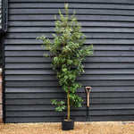 Holm Oak | Evergreen Oak | Quercus Ilex - Bushy - 130-160cm - 20lt