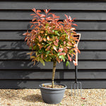 Photinia x fraseri Red Robin - Bowl - Stem 30-50cm - Height 90-100cm - 25lt