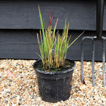 Imperata cylindrica 'Red Baron' | Japanese Blood Grass 20-30cm - 2lt