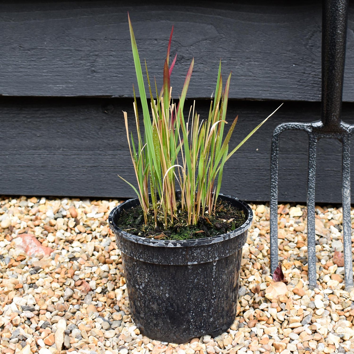 Imperata cylindrica 'Red Baron' | Japanese Blood Grass 20-30cm - 2lt