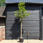 Ilex Castaneifolia - Chestnut-leaved Holly - Clear Stem 200cm - Girth 8-10cm - Height 420-430cm - 50lt
