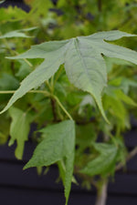 Liquidambar styraciflua 'Gum Ball'| Sweet Gum Tree - Clear Stem 190-210cm - Girth 12-14cm - Height 430-450cm - 35lt