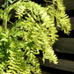 Gleditsia triacanthos Sunburst | Honey Locust 'Sunburst' - 140-180cm, 10lt