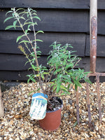 Buddleja White Profusion | Butterfly Bush - 30-40cm, 2lt