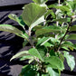 Apple tree 'King of the Pippins' | Malus Domestica - 150-180cm, 10lt