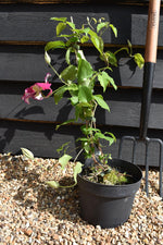 Clematis Nubia - 40-60cm, 3lt