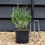 Lavandula x intermedia Exceptional - 10-30cm, 2lt