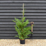 Cupressocyparis x leylandii - Height 160-180cm - 10lt