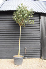 Ligustrum japonicum | Japanese privet - Standard - Girth 16-18cm - 340-360cm - 55-90lt