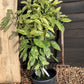 Aucuba japonica 'Crotonifolia' - 60-70cm, 12lt