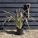 Phormium 'Alison Blackman' - Height 60-80cm - 7.5lt