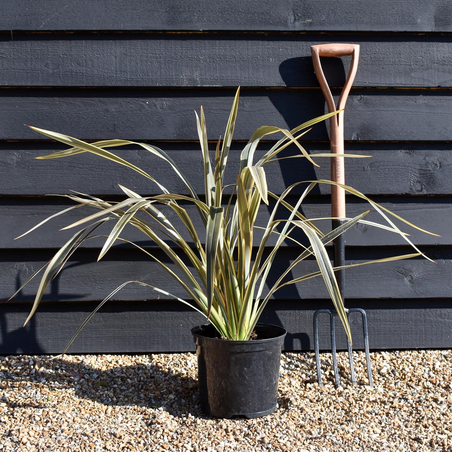 Phormium 'Alison Blackman' - Height 60-80cm - 7.5lt
