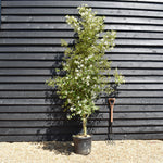 Hoheria sexstylosa Snow White | Ribbonwood - Bushy - Height 200-220cm - 30lt