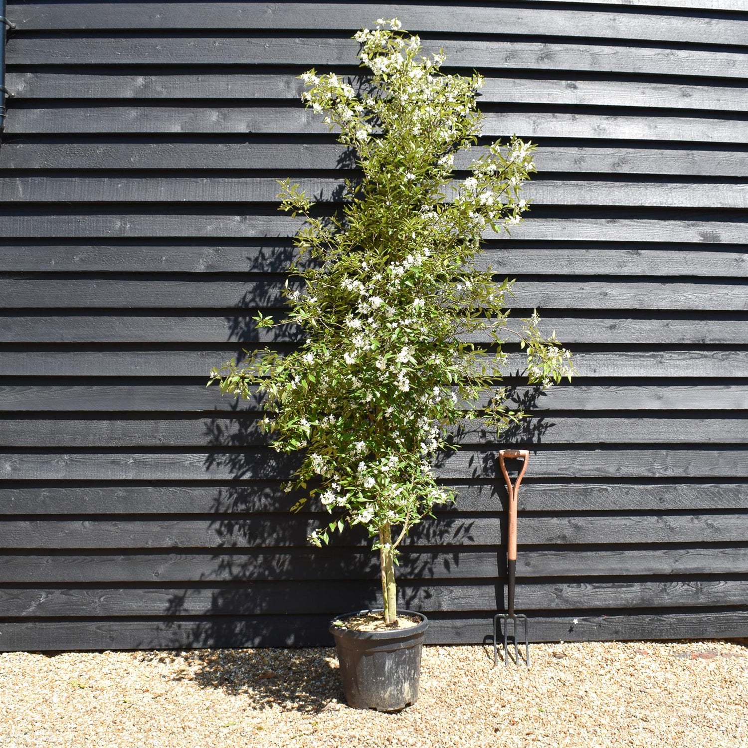 Hoheria sexstylosa Snow White | Ribbonwood - Bushy - Height 200-220cm - 30lt