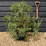 Pittosporum heterophyllum Variegatum - Shrub - Height 70-80cm - 12lt