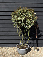 Elaeagnus x submacrophylla 'Viveleg' - Multistem - 130-140cm - 40lt