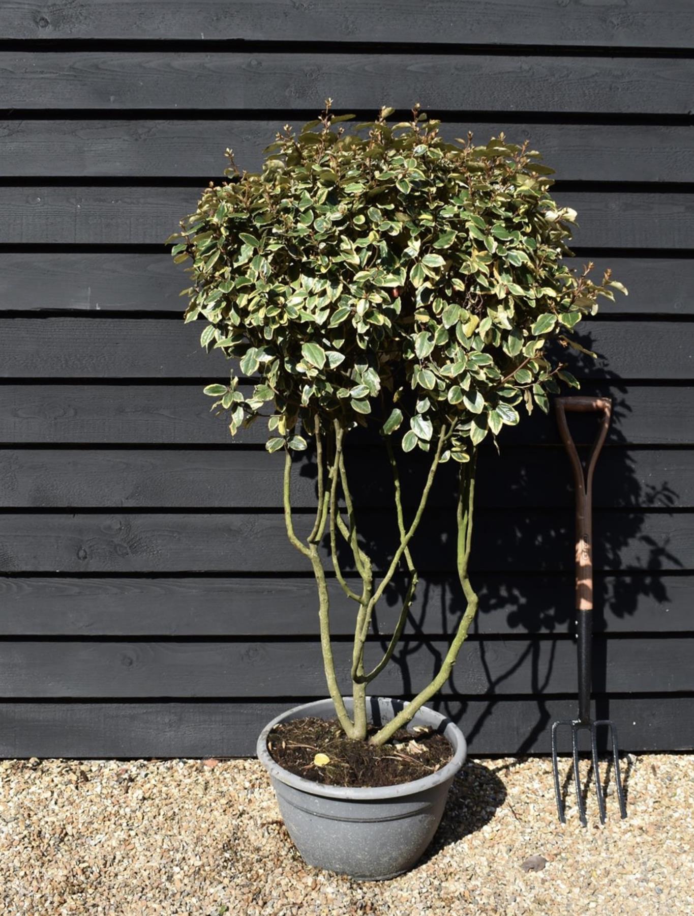 Elaeagnus x submacrophylla 'Viveleg' - Multistem - 130-140cm - 40lt
