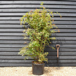 Red Bark Japanese Maple | Acer palmatum 'Sango-kaku' - Bushy - Height 190-210cm - 55lt