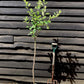 Apple tree 'Belle de Boskoop' | Malus Domestica  - 150-180cm - 10lt