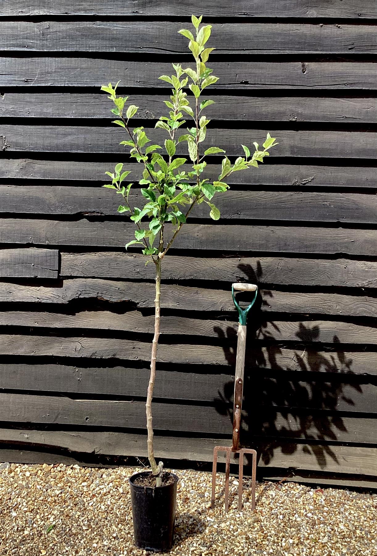 Apple tree 'Belle de Boskoop' | Malus Domestica - 150-180cm - 10lt