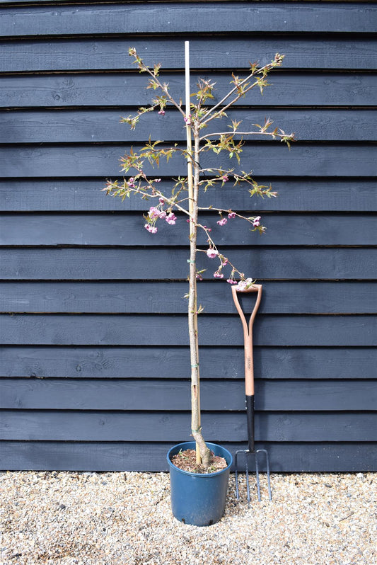 Prunus 'Kiku-shidare-zakura' | Weeping Oriental Cherry (150cm) - 10lt