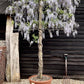 Wisteria sinensis Espalier | Chinese wisteria - 300-350cm, 130lt