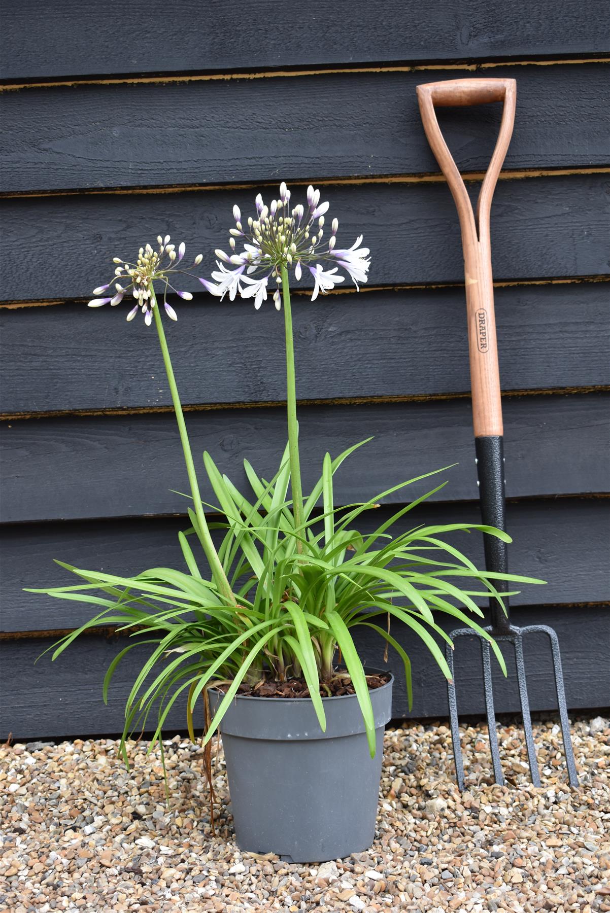 Agapanthus "Poppin Star" | African Lily - 6lt