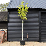 Magnolia Yellow River - 18cm - 420-430cm - 110lt