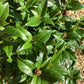 Viburnum tinus - Shrub - 80cm-100cm - 10lt