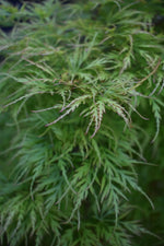 Acer dissectum 'Viridis' | Japanese maple Viridis - Clear Stem 130cm - Girth 28-30cm - Height 190-200cm - 230lt