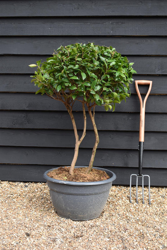 Camellia sasanqua - Multistem - Shrub - Height 90-100cm - 60lt