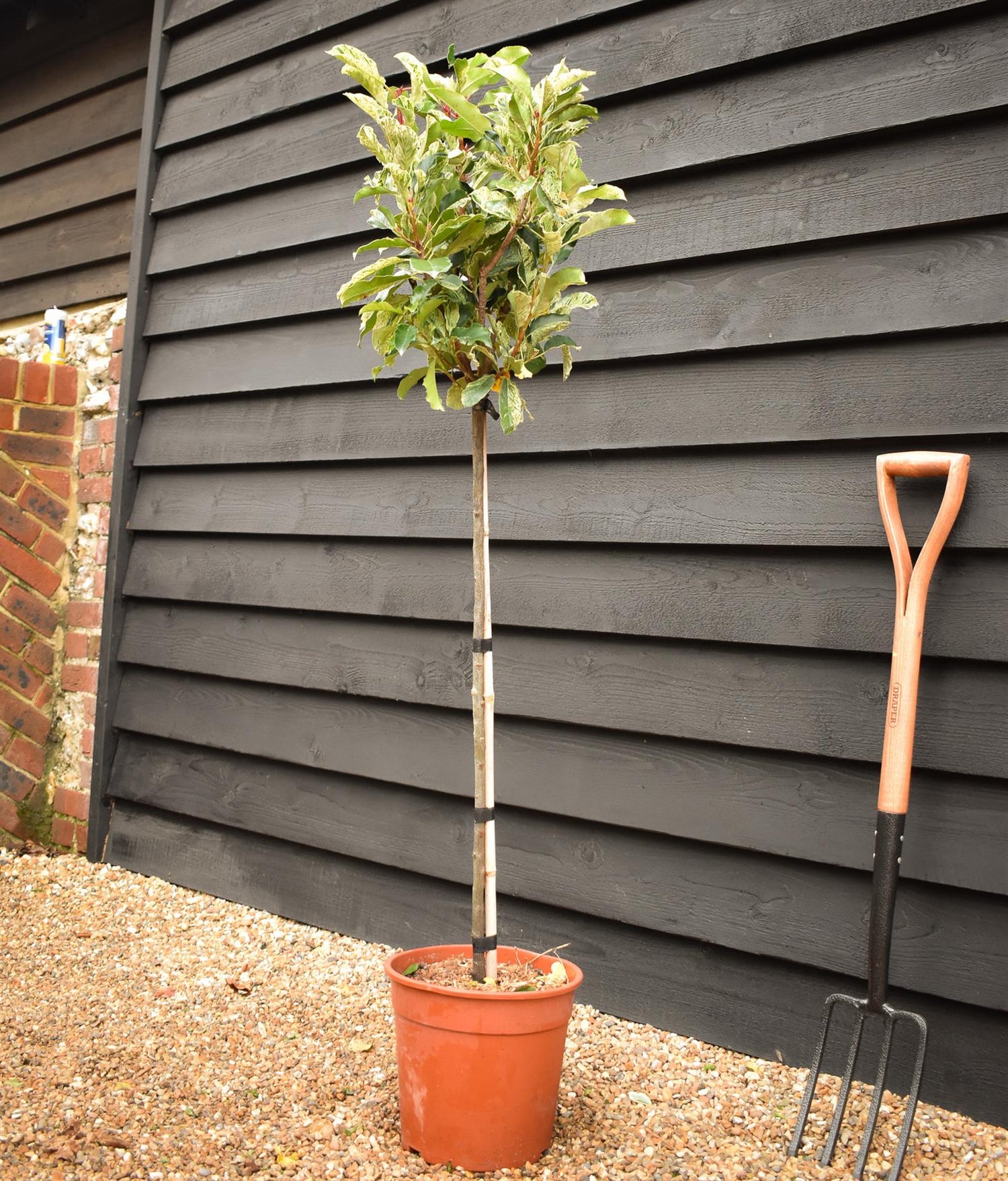 Photinia serratifolia Pink Crispy - Clear Stem 90cm - Height 120cm - 7lt5lt