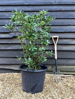 Pittosporum tobira | Austrian laurel - 100-120cm, 50lt