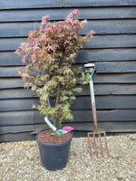 Japanese maple | Acer palmatum 'Skeeter's Broom' - Bushy - Height 220-230cm - 18-20lt