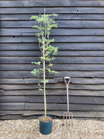 Sorbus aucuparia | Rowan | European Mountain Ash - 160-180cm - 12lt
