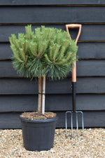 Pinus Nigra 'Brepo' | Dwarf Austrian Pine - Clear Stem 30cm - Height 70cm - Width 50-60cm - 15lt
