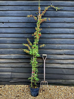 Pyracantha | Firethorn - 50-100cm, 10lt