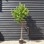 Arbutus unedo Tree | Strawberry Tree - Clear Stem 100-120cm - Girth 6-8cm - Height - 180-220cm - 20lt